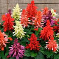 Сальвия смесь за 0,1 г