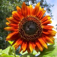 Подсолнух Шоколадка за 1 г