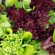 Салат Витаминная грядка