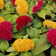 Целозия гребенчастая Корал Гарден за 0,25 г