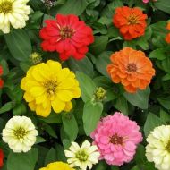 Цинния карликовая смесь за 0,2 г