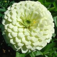 Цинния Белый принц за 0,5 г