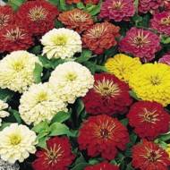 Цинния Георгиновидная за 0,2 г