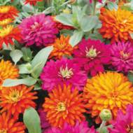 Цинния кактусовая смесь за 0,2 г