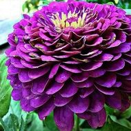 Цинния Лаванда за 0,5 г