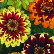 Цинния махровая Мехико за 0,3 г