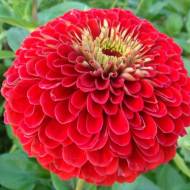 Цинния Метеор красная за 0,5 г