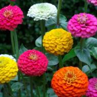 Цинния смесь Помпонная за 0,5 г