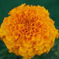 Бархатцы Гавайи за 0,5 г