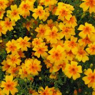 Бархатцы Гном за 0,3 г