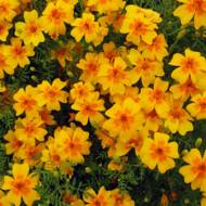 Бархатцы Гном за 0,3 г