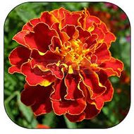 Бархатцы Кармен за 0,3 г