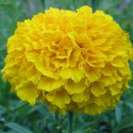 Бархатцы Мари Хелен за 0,2 г