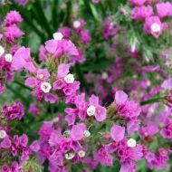 Кермек розовый за 0,05 г