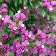 Кермек розовый за 0,05 г