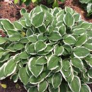 Саджанець Хоста Diamond Tiara в контейнері