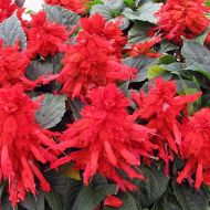 Сальвия за 0,3 г