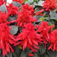 Сальвия за 0,3 г