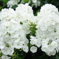 Флокс White Admiral в контейнері