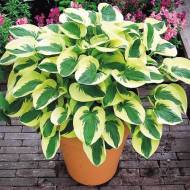 Саджанець Хоста Brim Cup в контейнері