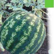 Арбуз Таврический