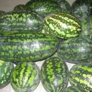 Арбуз Фаворит за 2 г