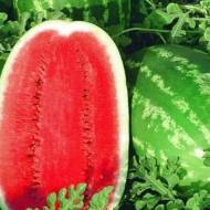 Арбуз Леди F1 за 8 сем.