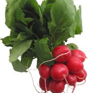 Редиска Ілка