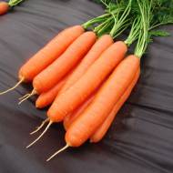 Морковь Даша за 2 г