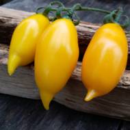 Томат Золота канарейка за 0,1 г