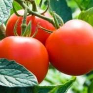 Томат Дубрава за 0,1 г