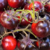 Томат Танець зі смурфами за 0,1 г