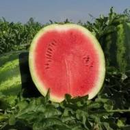 Кавун Продюсер