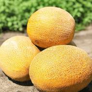 Дыня Нектар Херсонеса за 2 г