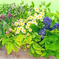 Комплект лікарських культур «Природний лікар»