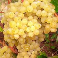 Саджанець Виноград кишмиш Соломія в контейнері