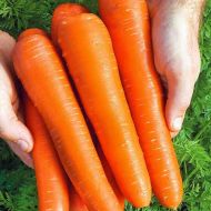 Морква Королева осені