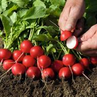 Редиска Рудольф за 0,5 г