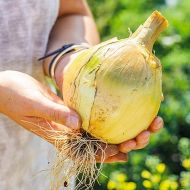 Цибуля ріпчаста (чорнушка) Ексібішн за 0,5 г