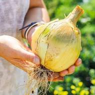 Цибуля ріпчаста (чорнушка) Ексібішн за 0,5 г