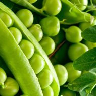 Горох овочевий Бінго