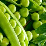 Горох овочевий Бінго