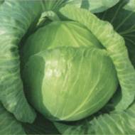Капуста білоголова Коронет за 20 нас.