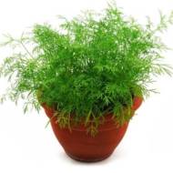 Кріп Кімнатний за 2 г