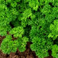 Петрушка кучерява Парамоунт за 2 г
