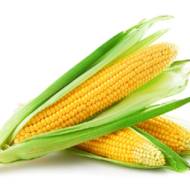 Кукурудза цукрова Веге F1