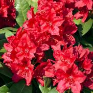 Саджанець Рододендрон Nova Zembla в контейнері