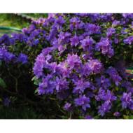 Саджанець Рододендрон Ramapo в контейнері