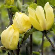 Саджанець Магнолія Yellow bird в контейнері