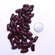 Фасоль кустовая Калинка Нежинская